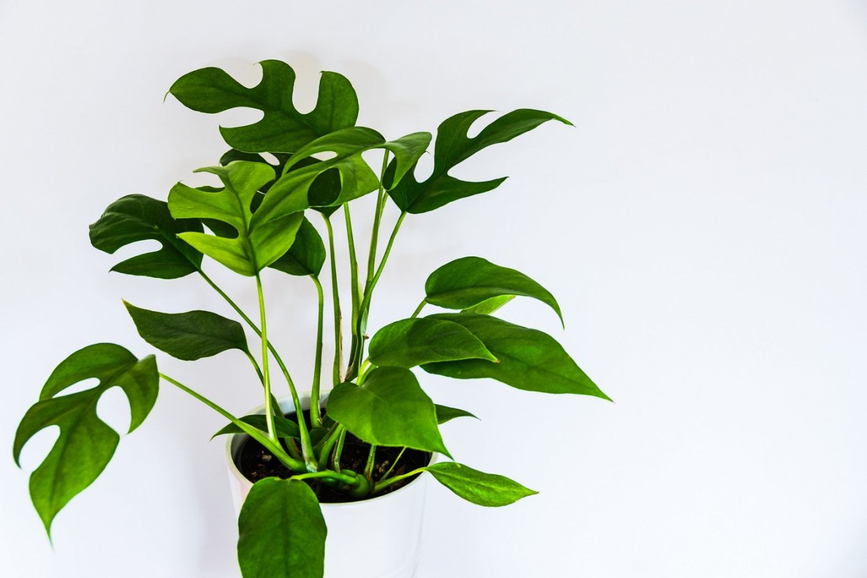 Филодендрон Минима