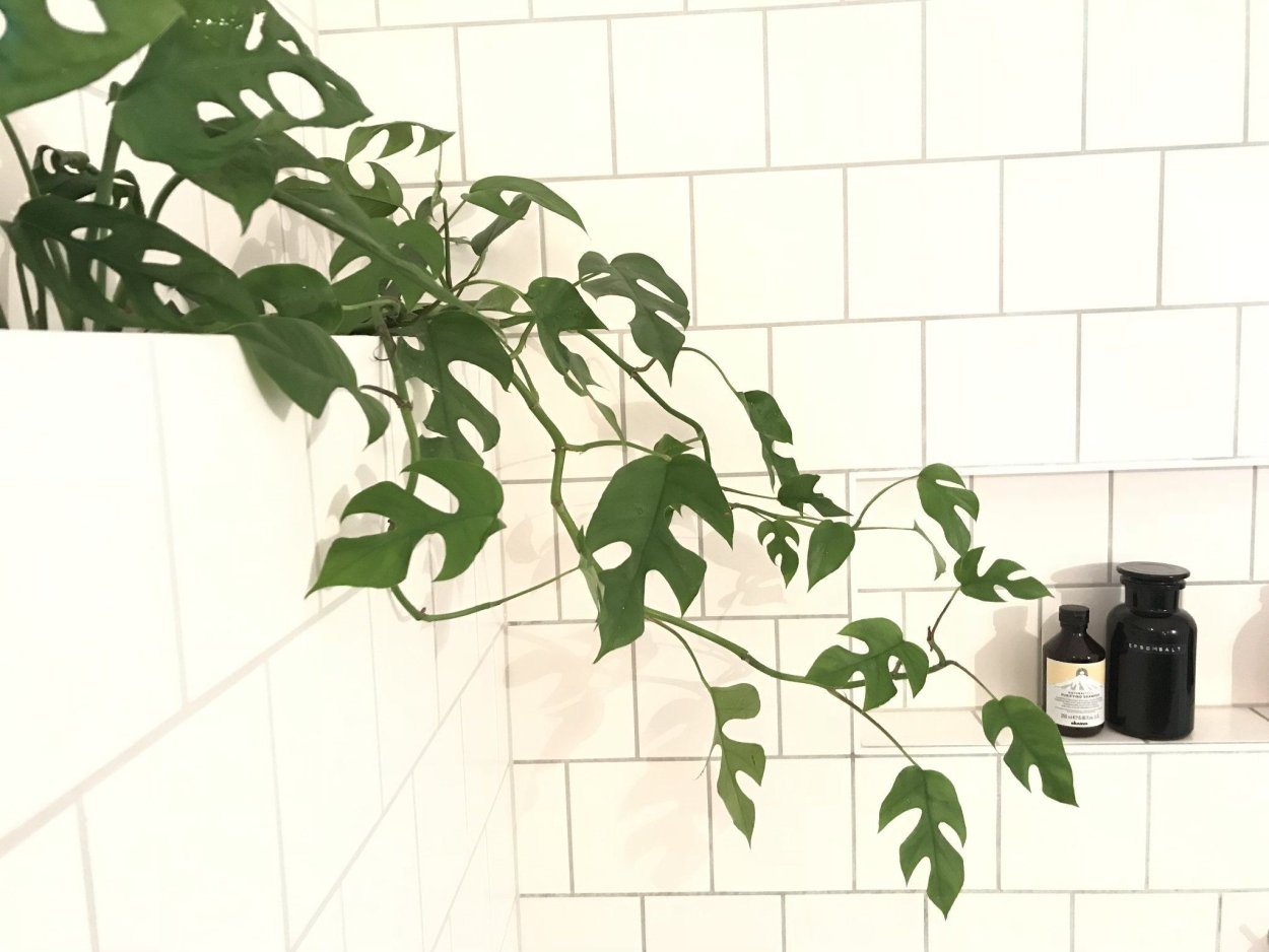 Рафидофора tetrasperma