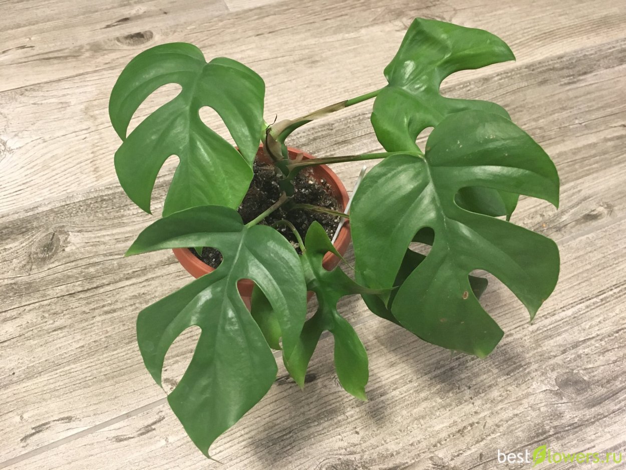 Рафидофора в интерьере