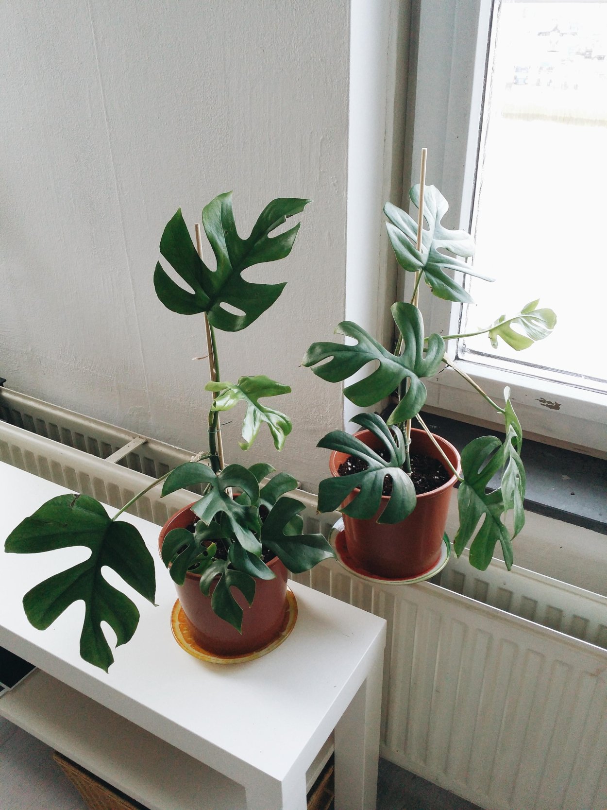 Рафидофора Минима