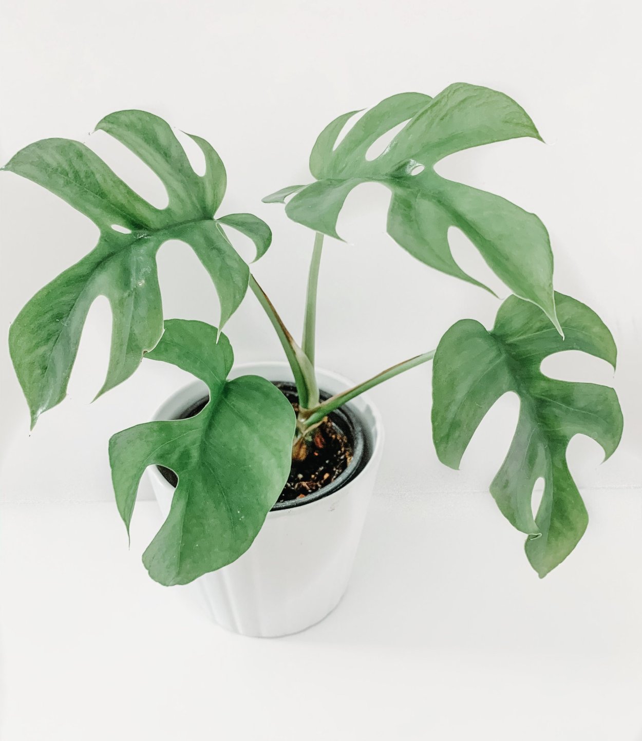 Монстера Monstera subpinnata