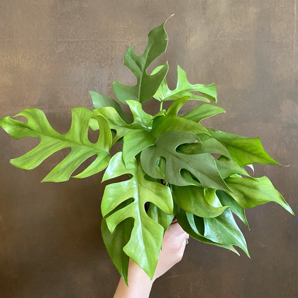 Филодендрон Рафидофора