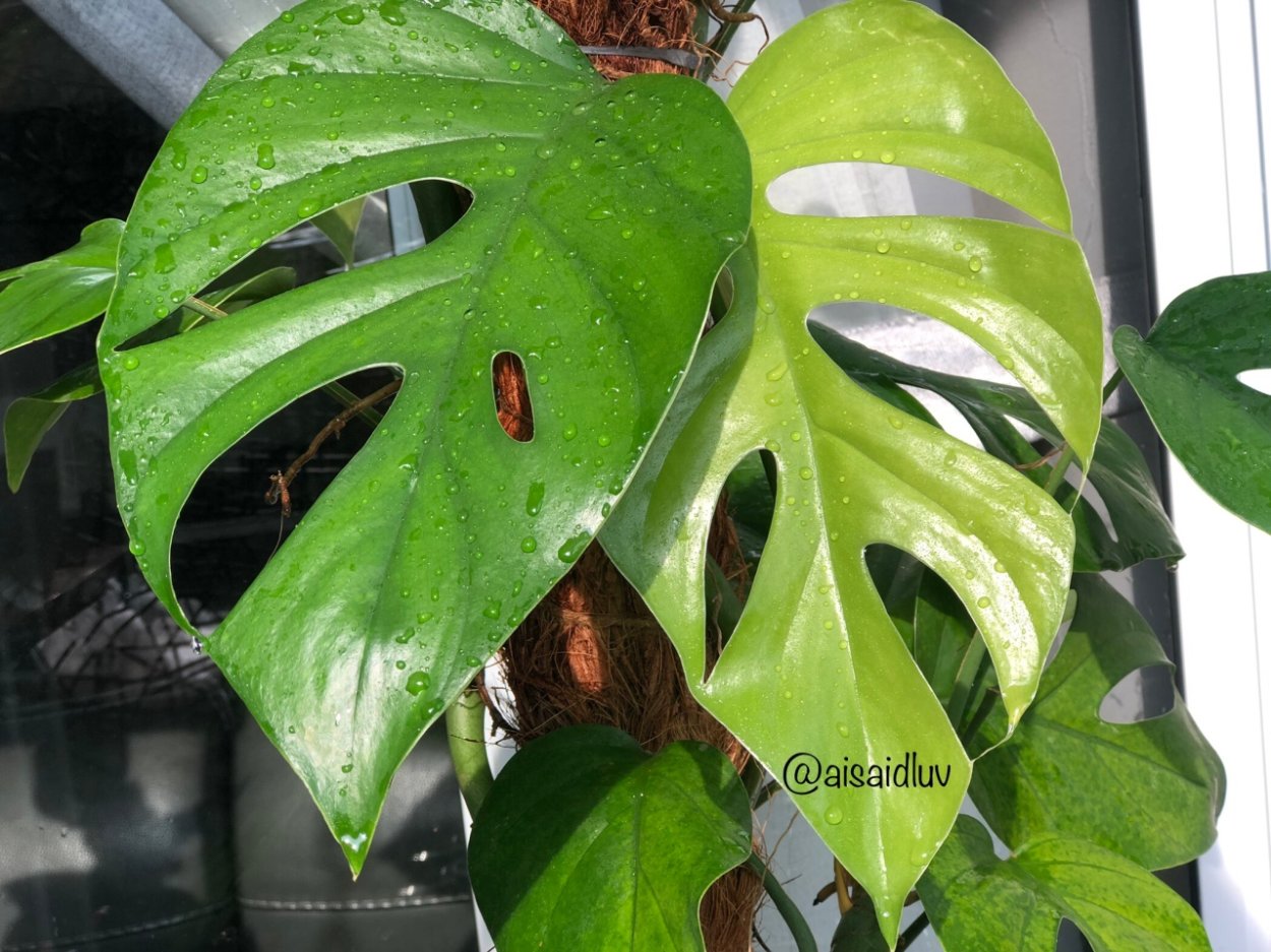 Монстера Альба Вариегата