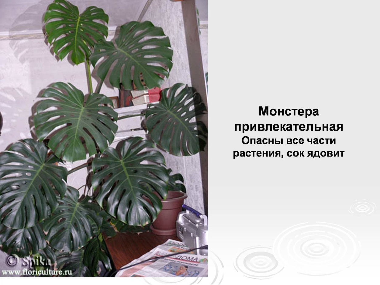 Тропическая Лиана монстера