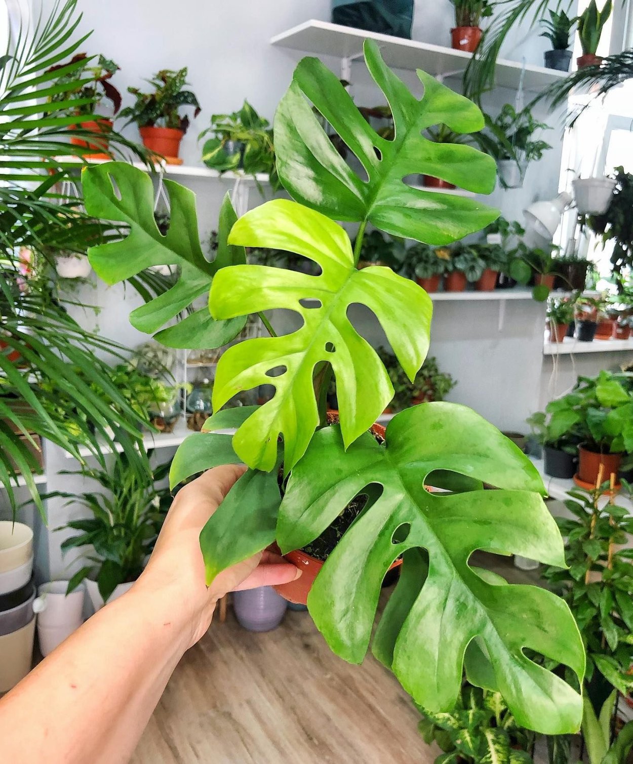 Монстера Рафидофора