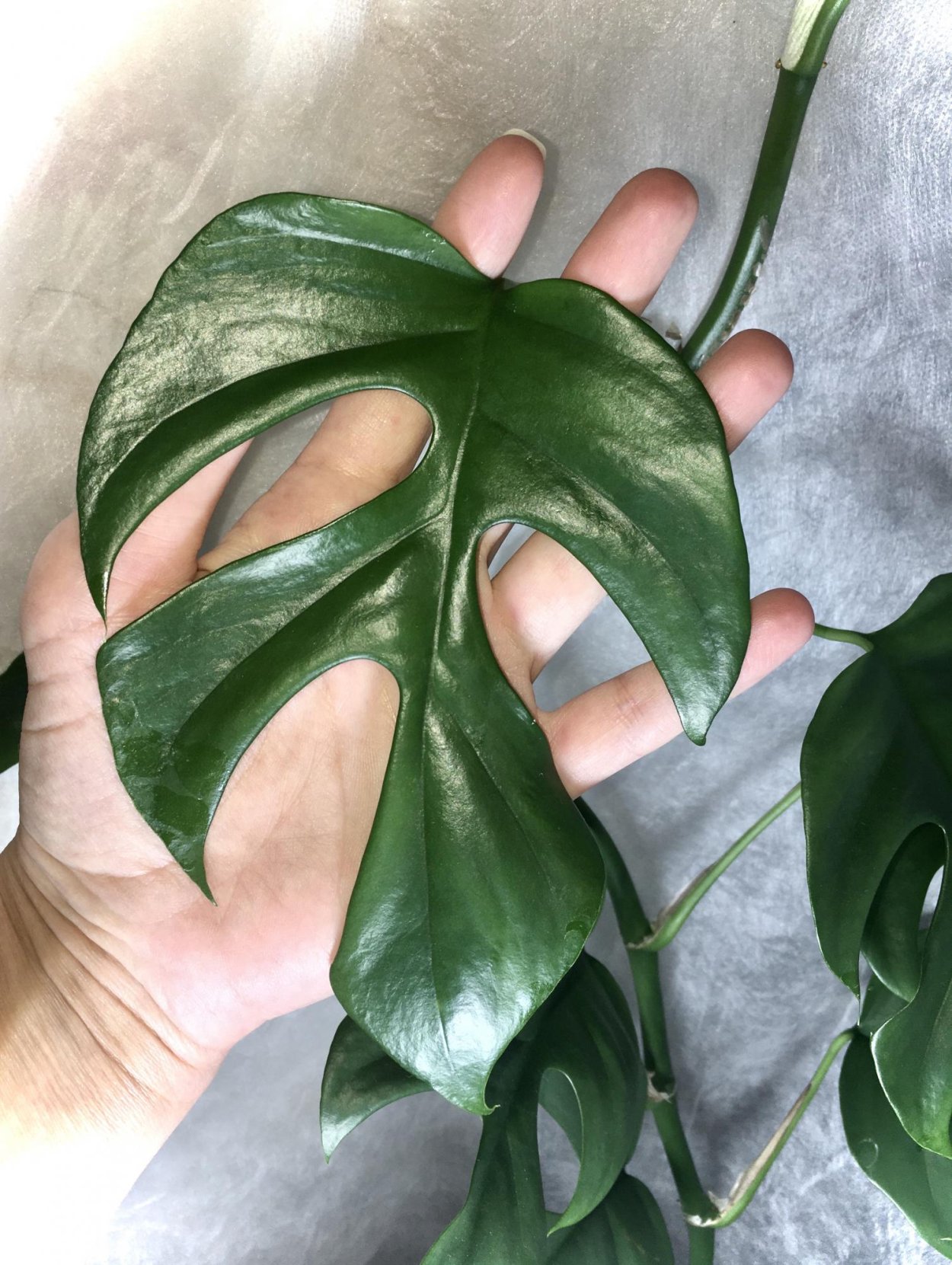 Филодендрон Минима