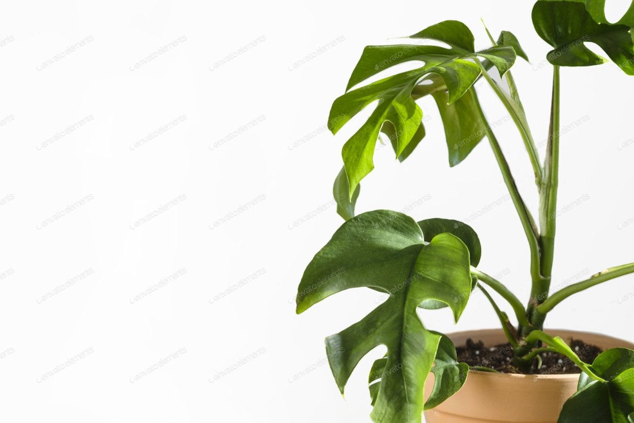 Филодендрон Рафидофора