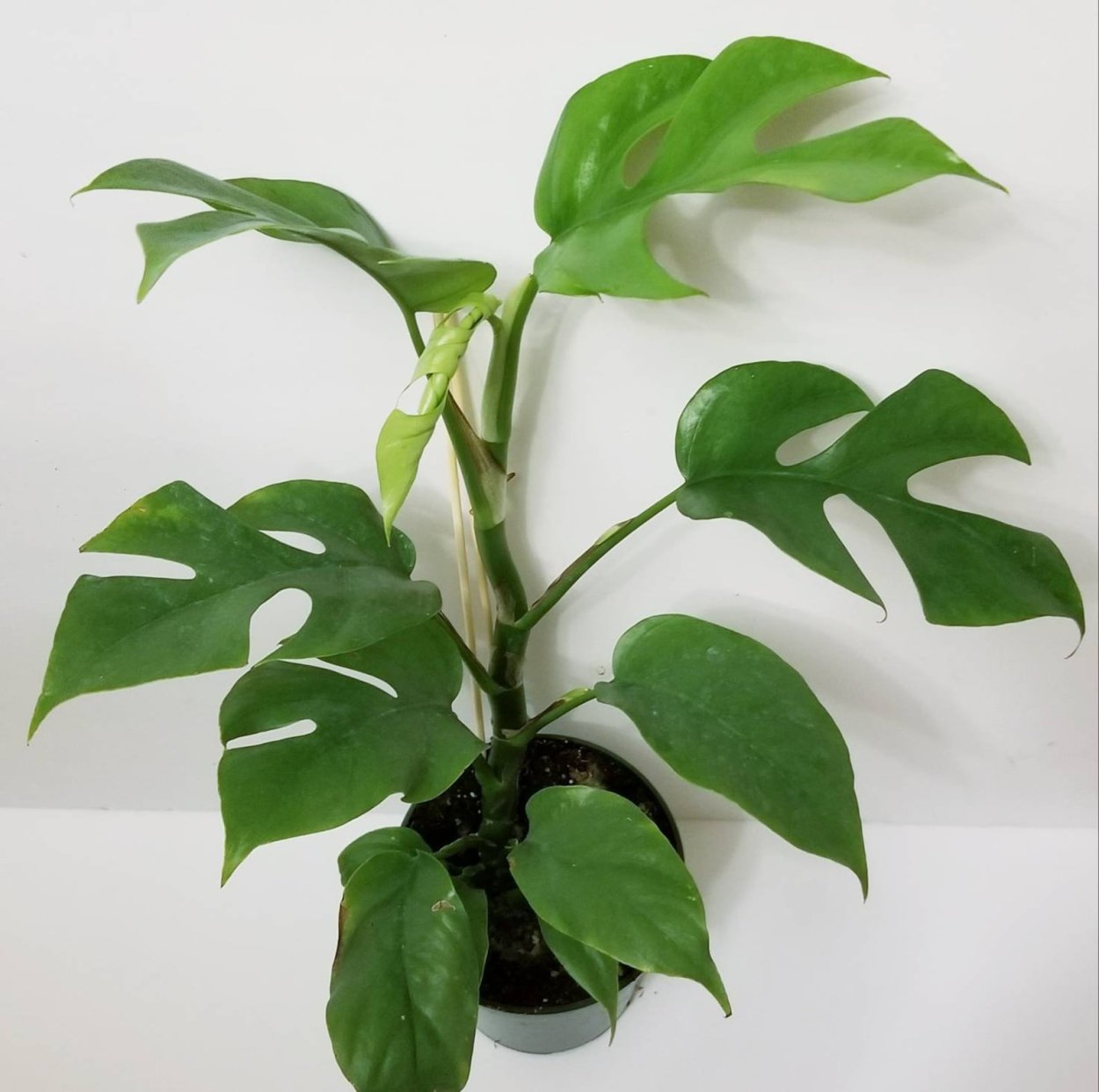 Монстера Минима в интерьере