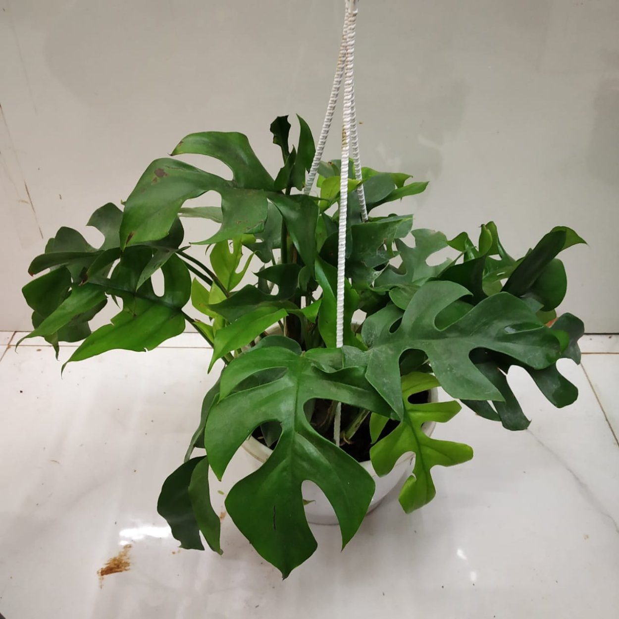 Рафидофора tetrasperma