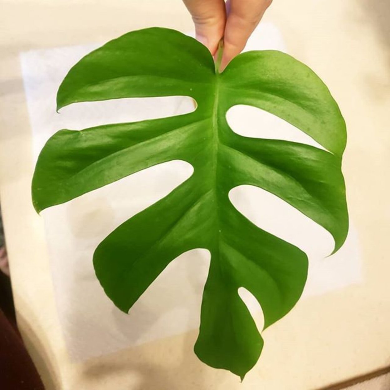 Филодендрон Рафидофора