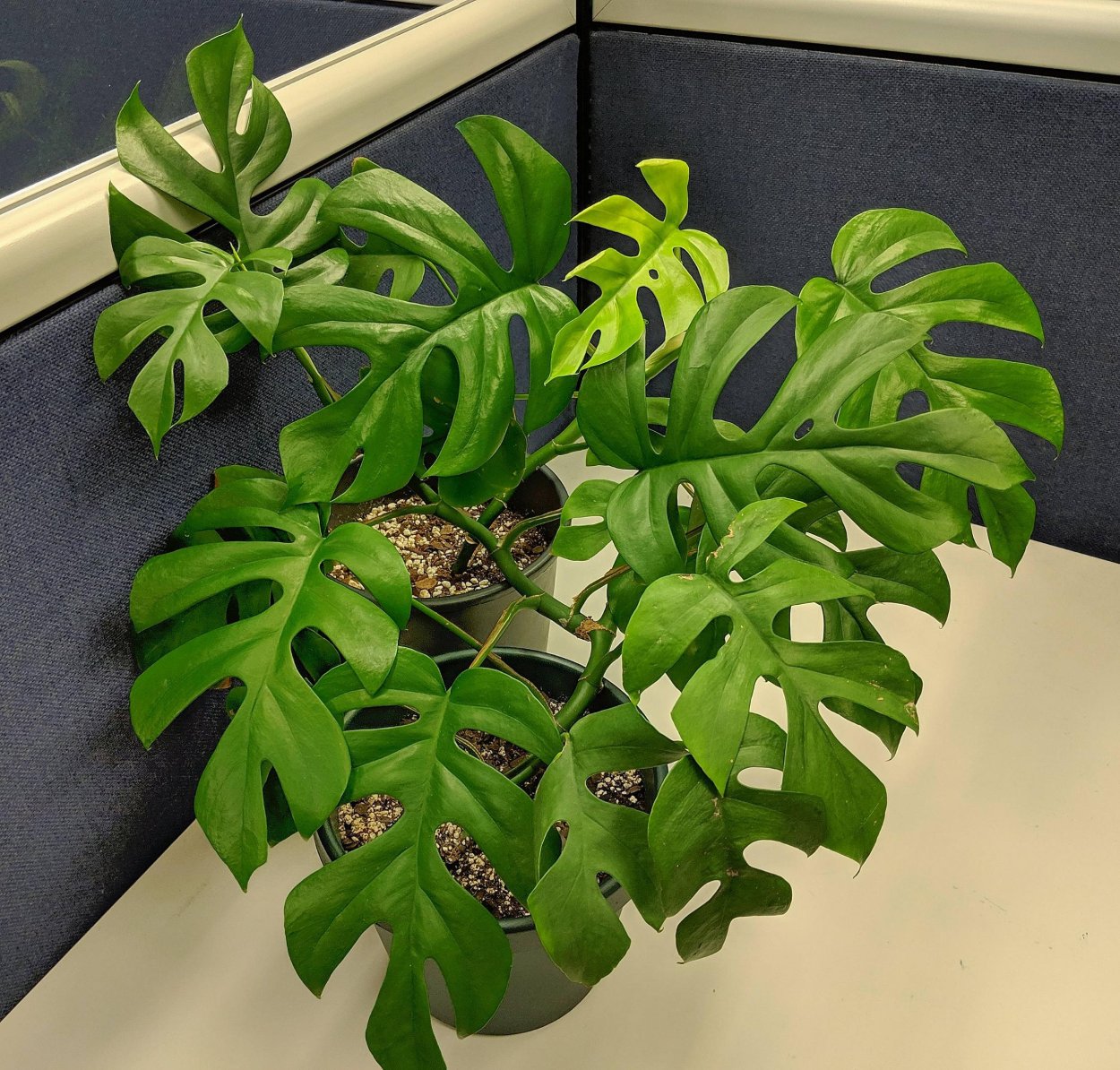 Монстера Рафидофора тетрасперма