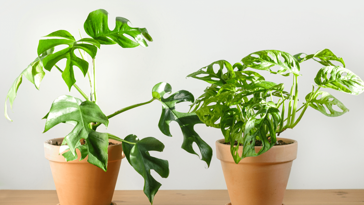 Монстера Пикколо