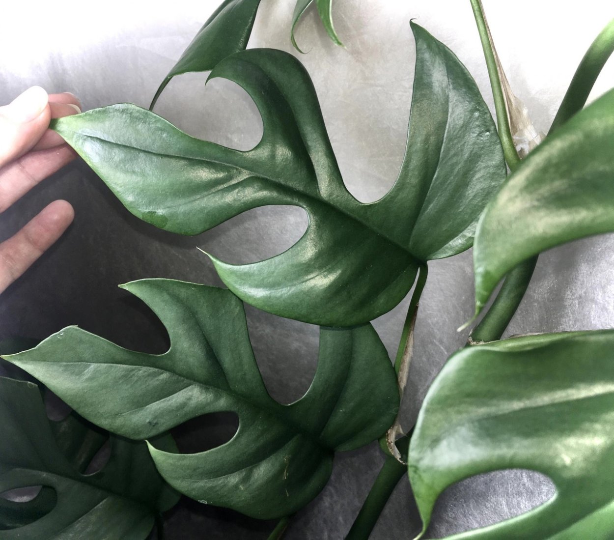 Рафидофора Минима