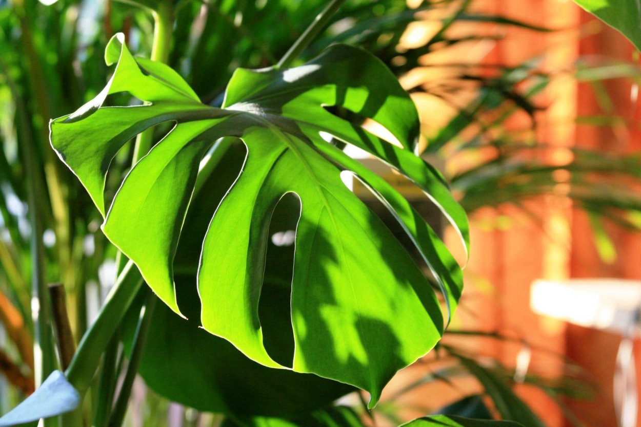 Монстера Делициоза (Monstera deliciosa)
