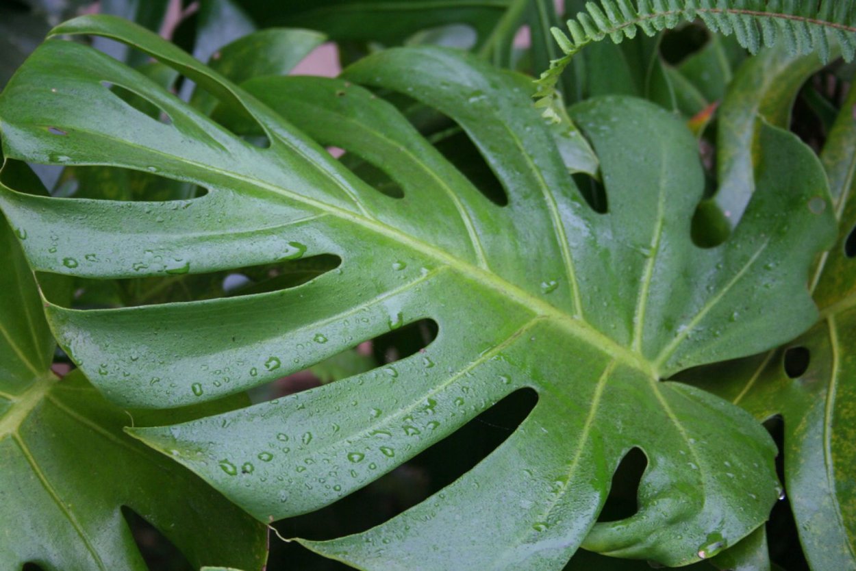 Монстера Делициоза (Monstera deliciosa)