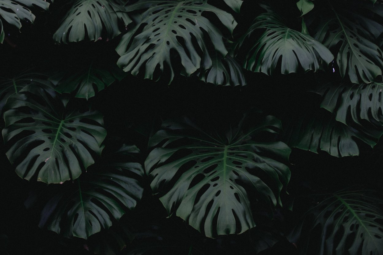 Monstera obliqua листья