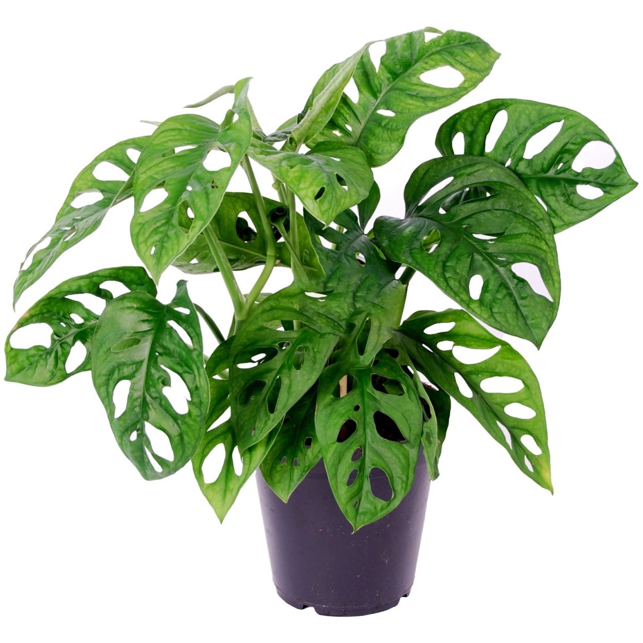 Монстера деликатесная (Monstera deliciosa)