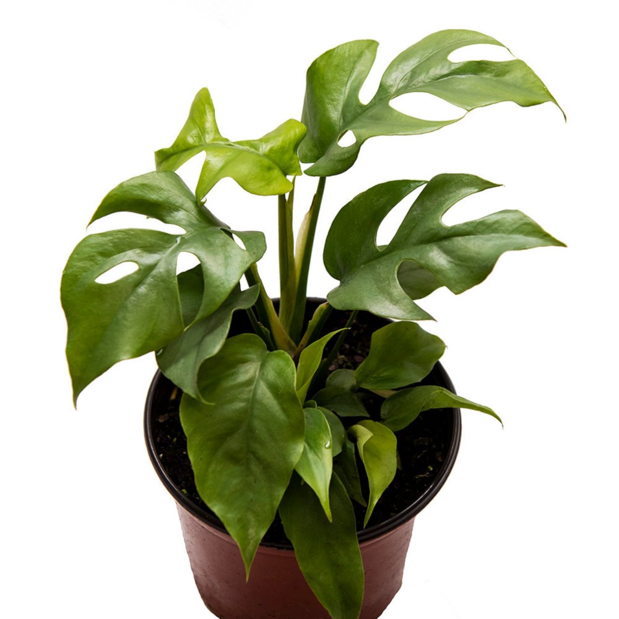 Рафидофора тетрасперма