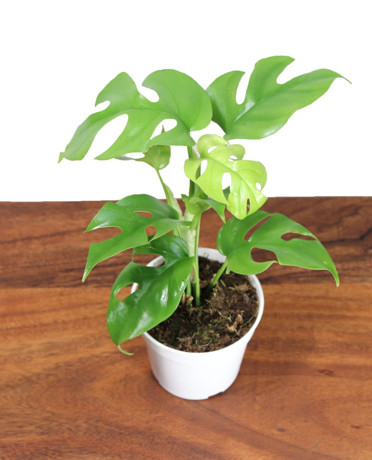 Монстера Рафидофора