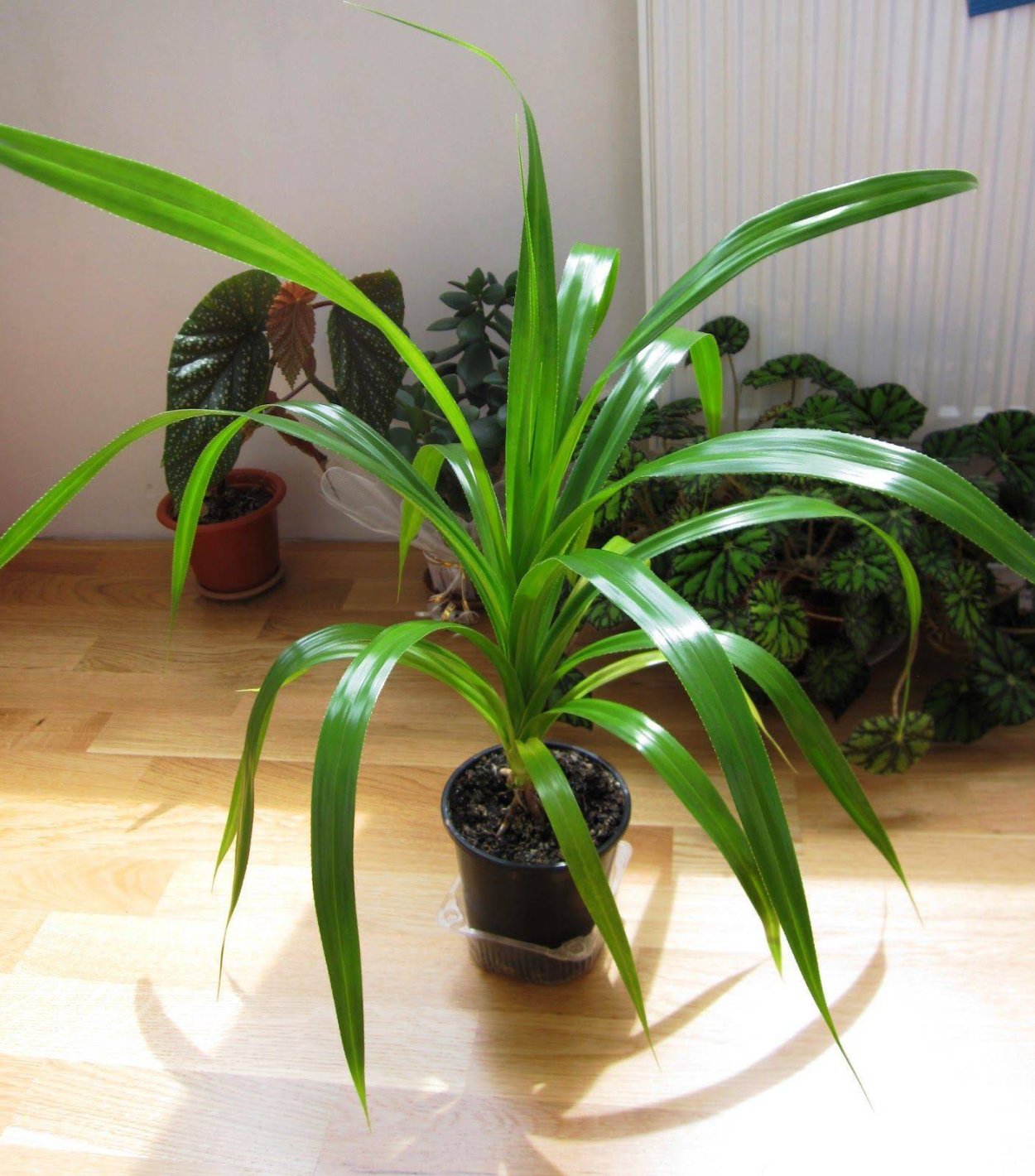 Юкка отвороченнолистная (Yucca recurvifolia)