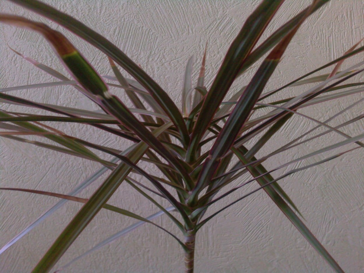 Бильбергия поникшая