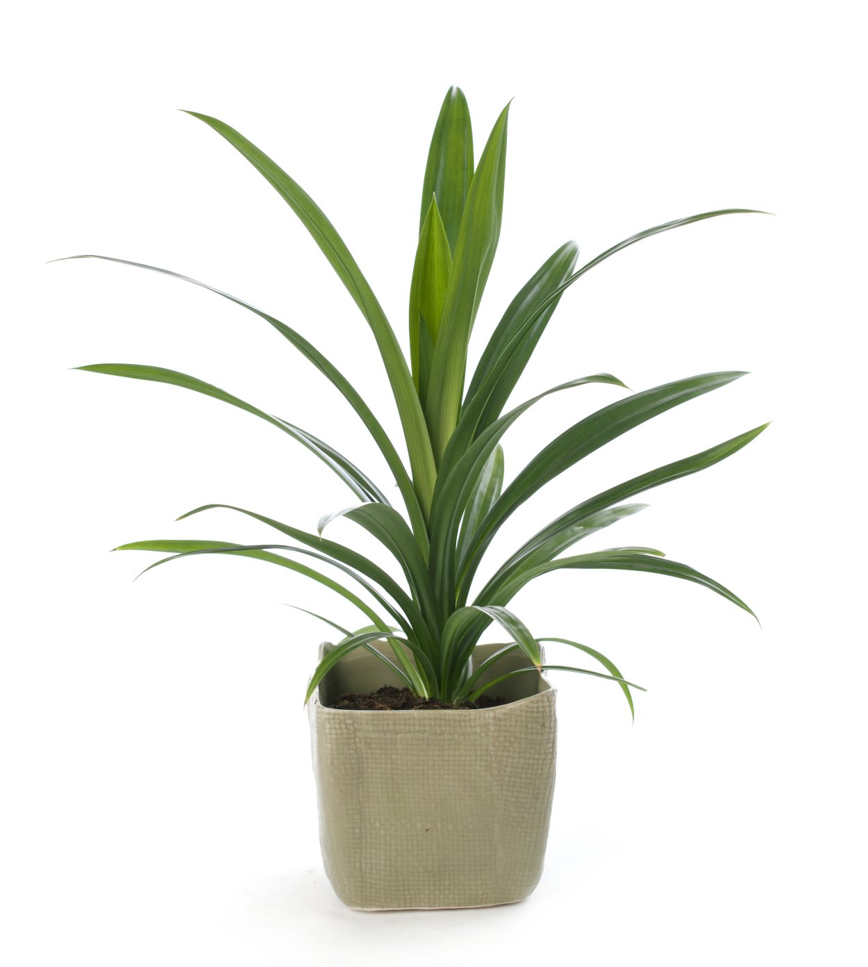 Панданус комнатный