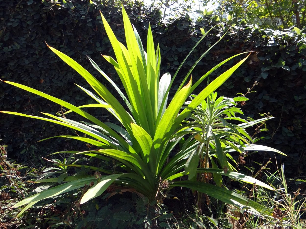 Pandanus amaryllifolius растение