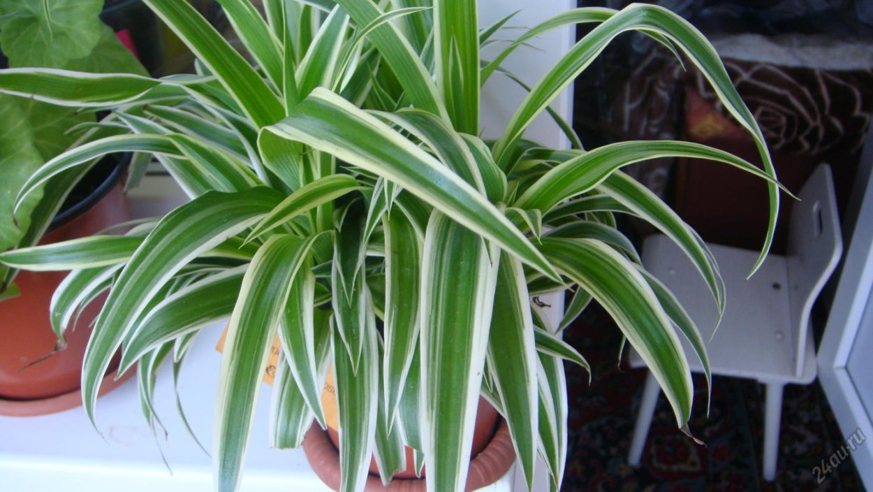 Панданус винтовая Пальма размножение