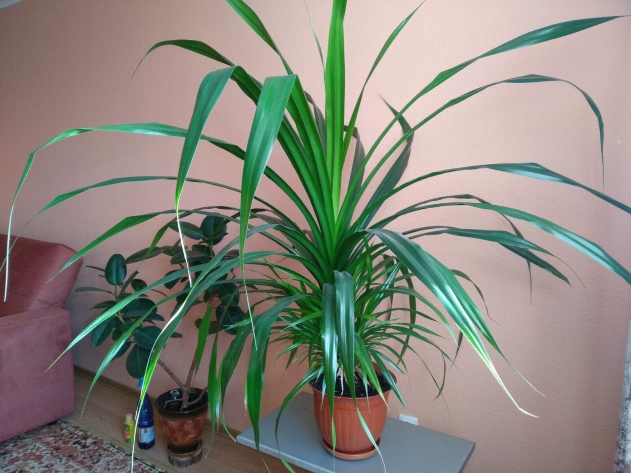 Комнатное растение с длинными листьями