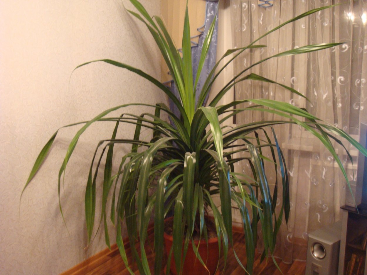 Dracaena indivisa