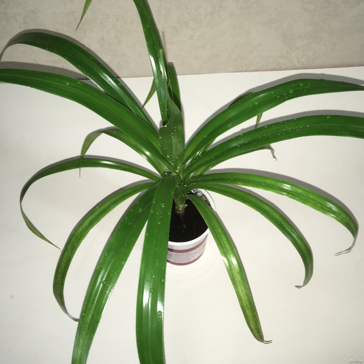 Тилландсия Флабеллата