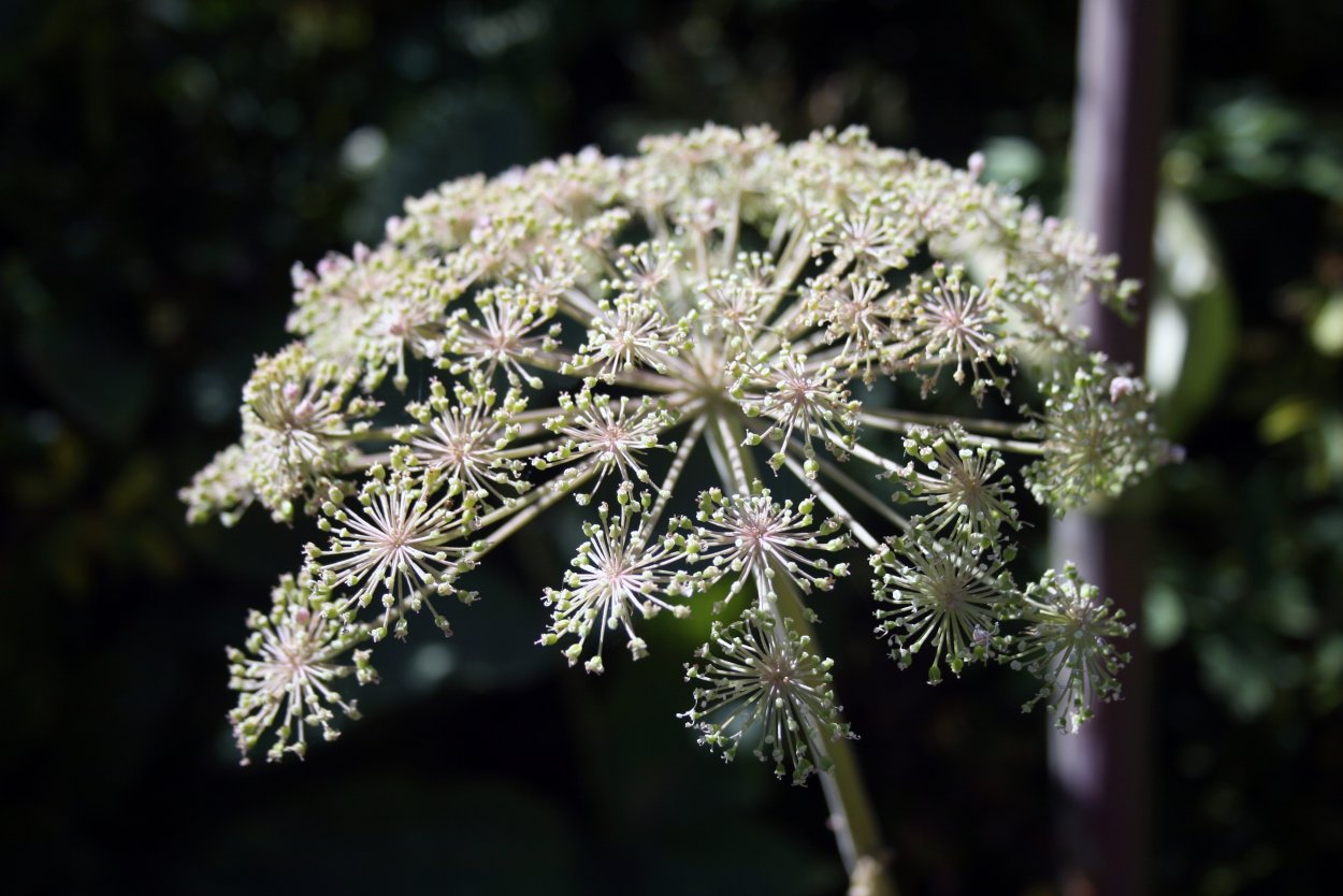 Зонтичные (Umbelliferae(Apiaceae))