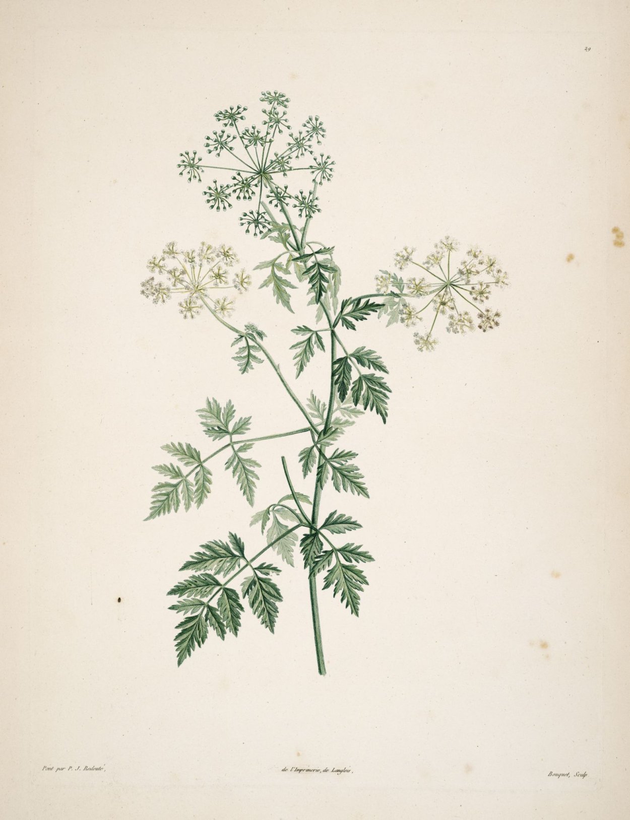 Ботанический атлас зонтичные