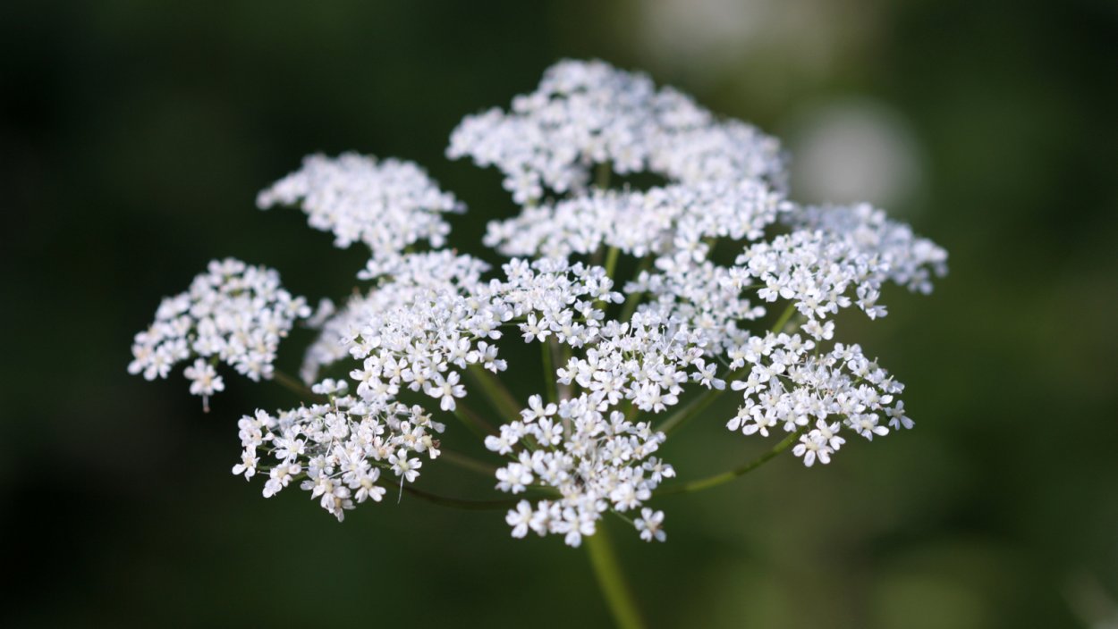 Анис обыкновенный бедренец