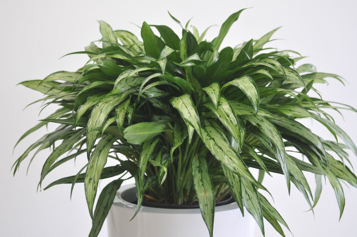 Хлорофитум панданус