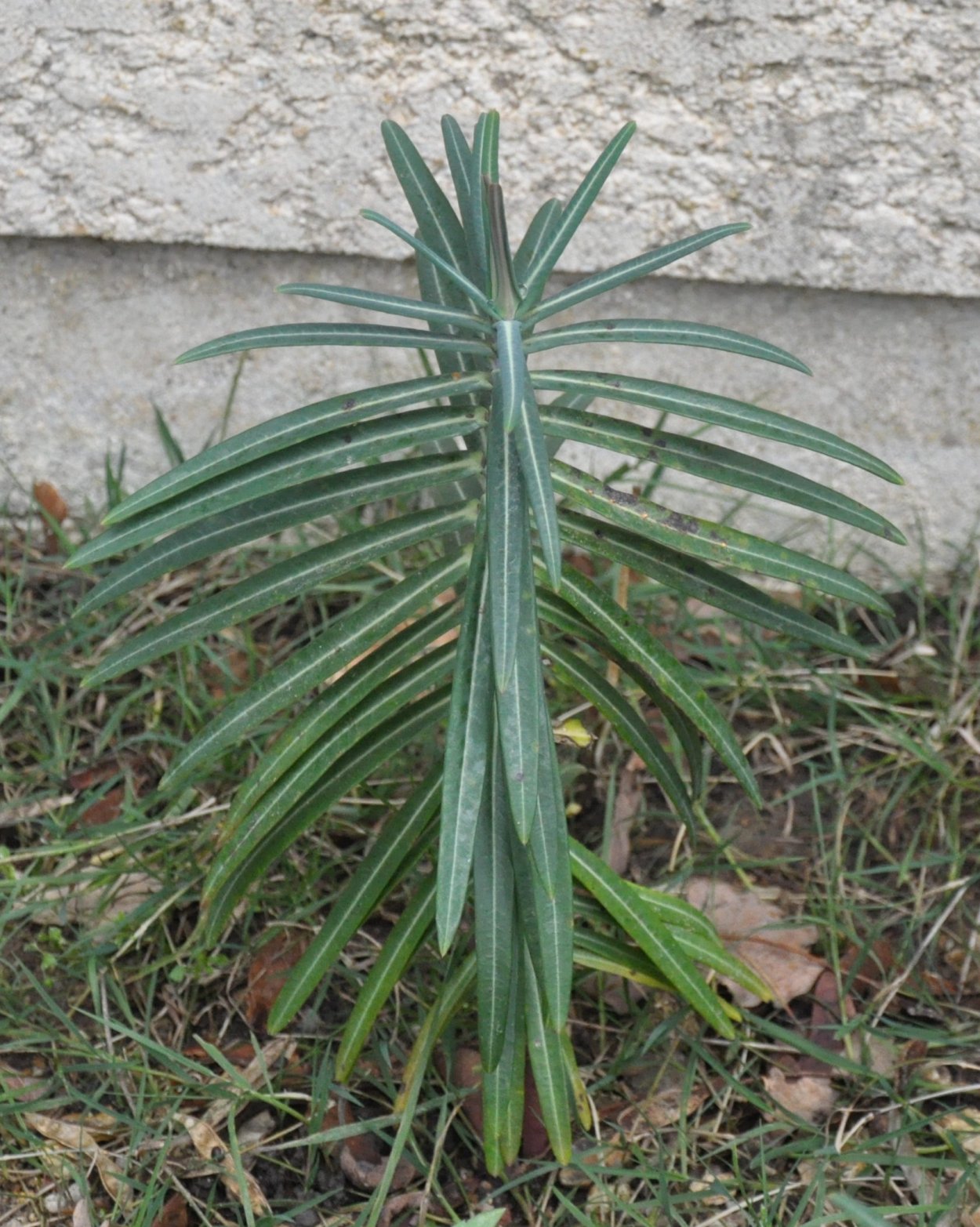 Растение с тонкими длинными листьями