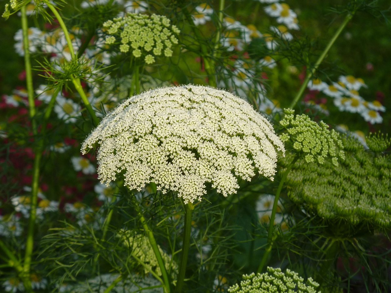 Ammi Visnaga растение