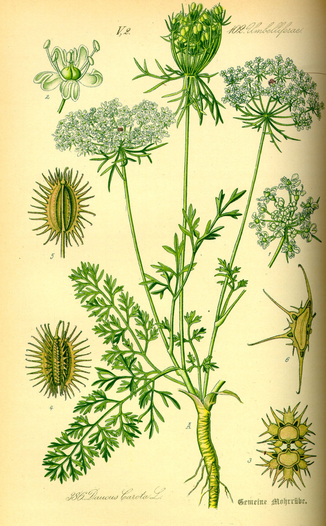 Морковь Дикая - Daucus carota l.