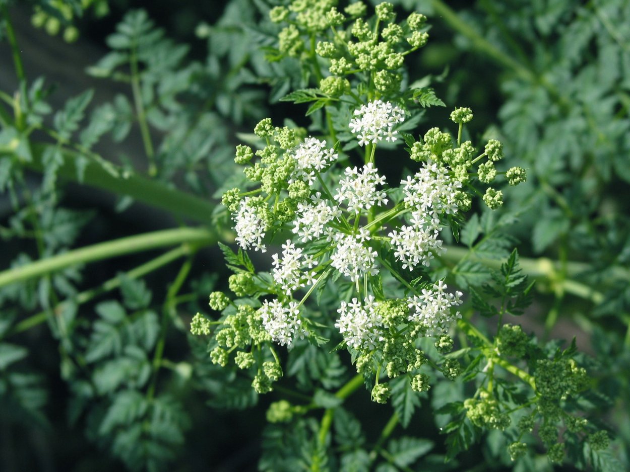 Болиголов пятнистый и вех ядовитый