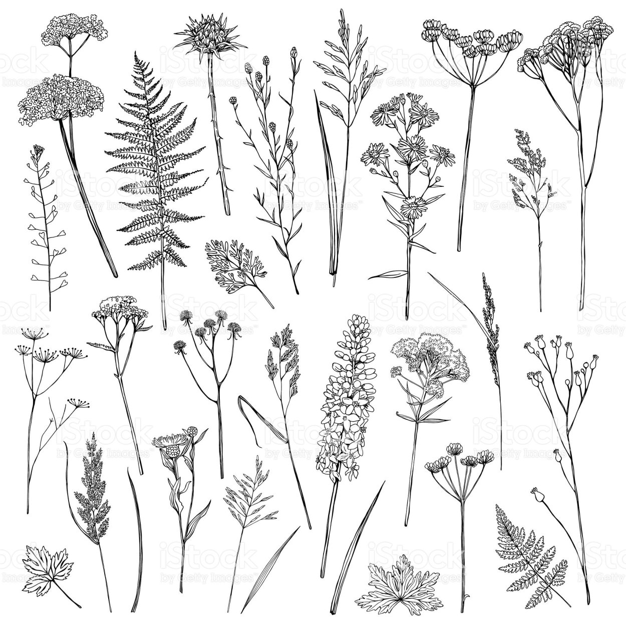 Луговые травы Графика