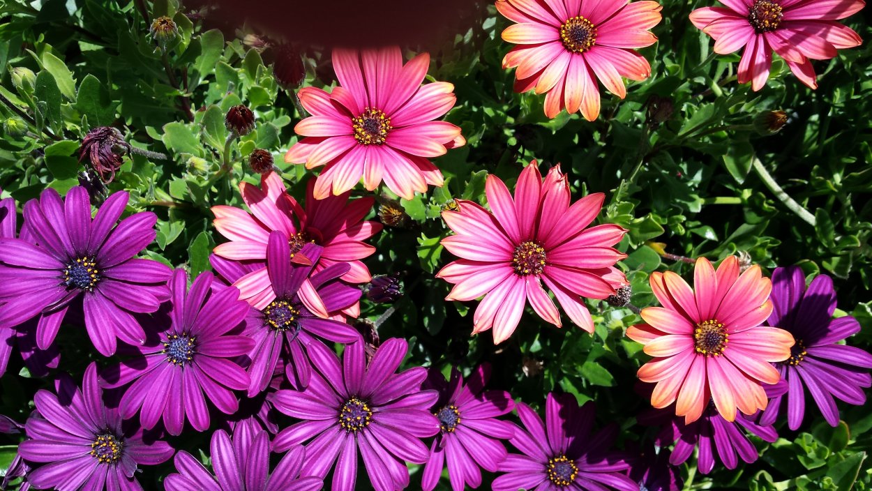 Цветы Португалии