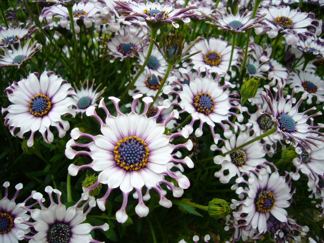 Пиретрум и остеоспермум