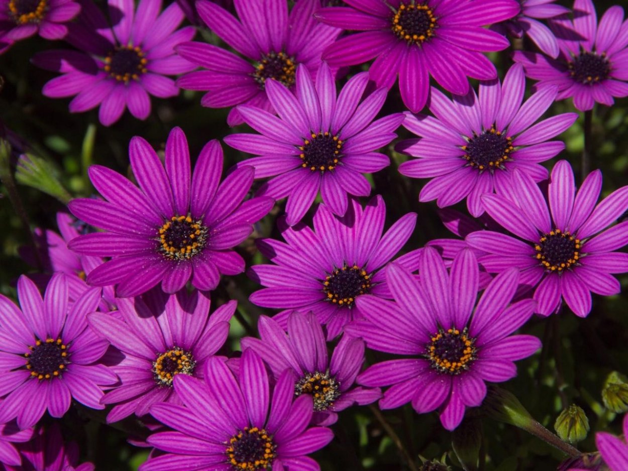 Остеоспермум Акилла Вайт