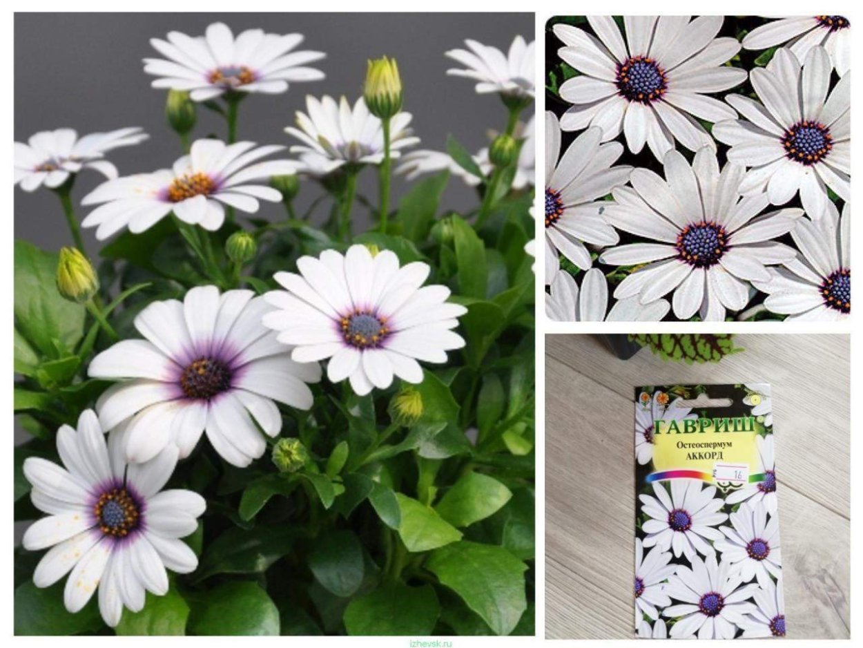 100pcs Osteospermum Bonsai Seeds