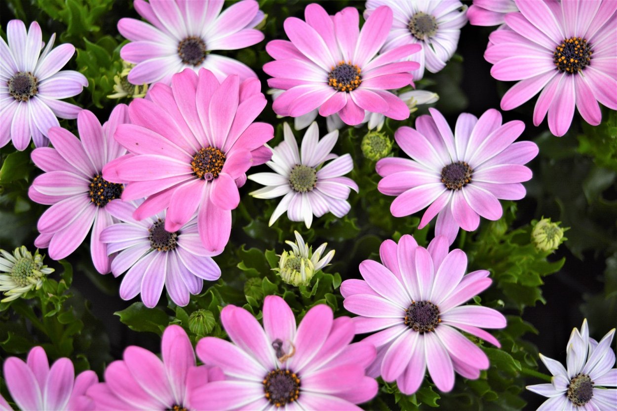 Остеоспермум синий