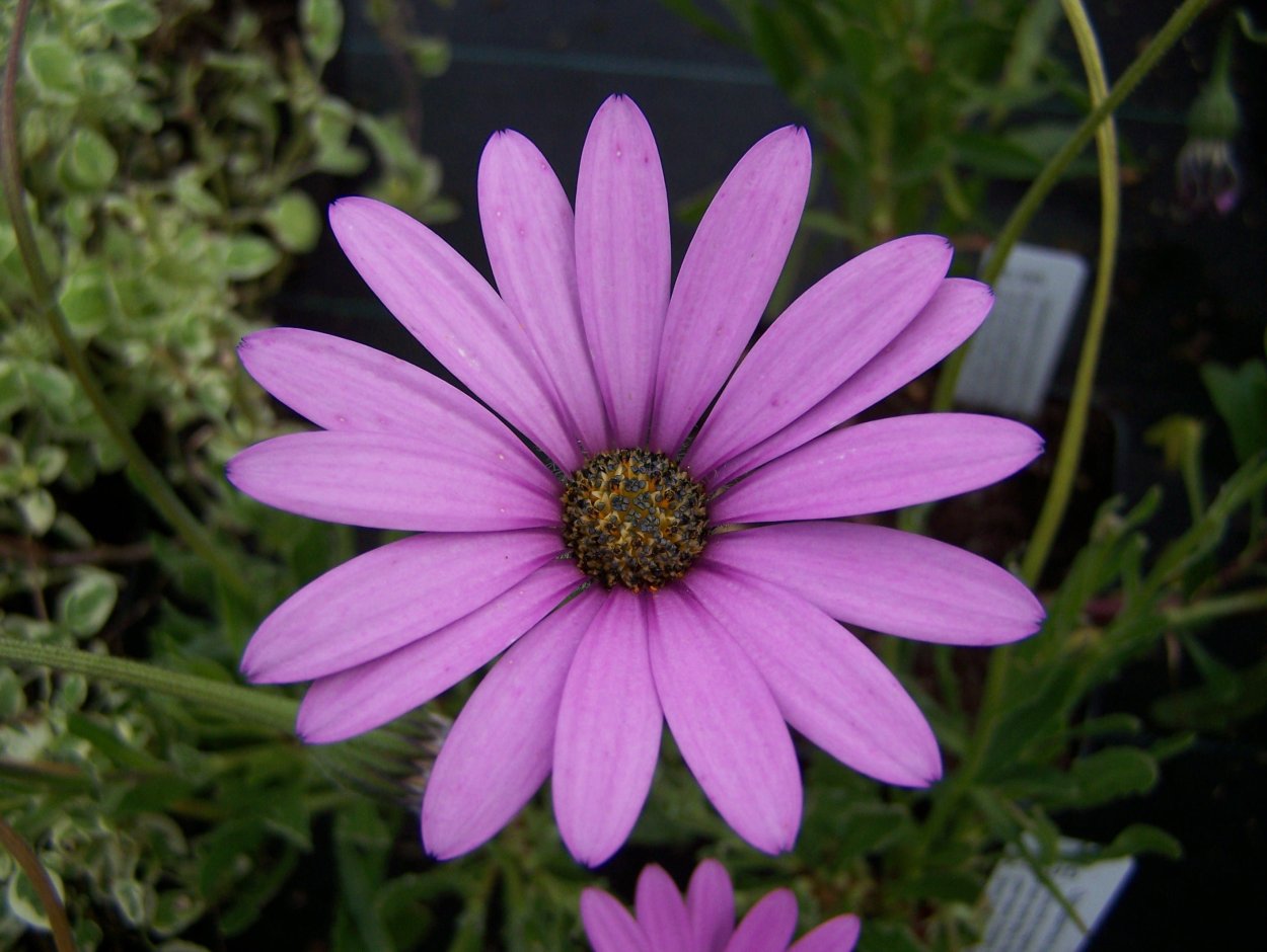 Остеоспермум Sunny Emma