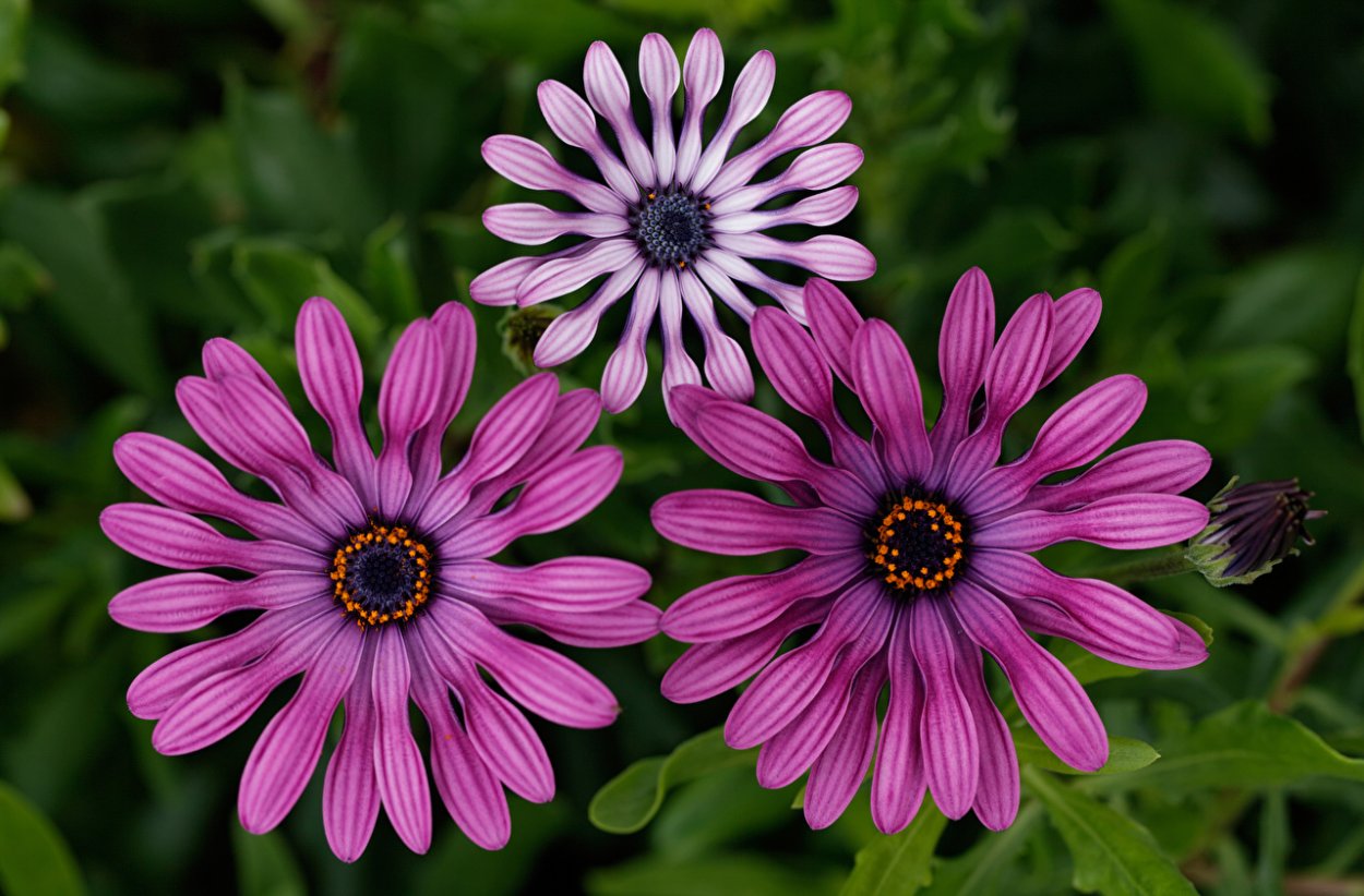 Маргаритка Африканская остеоспермум