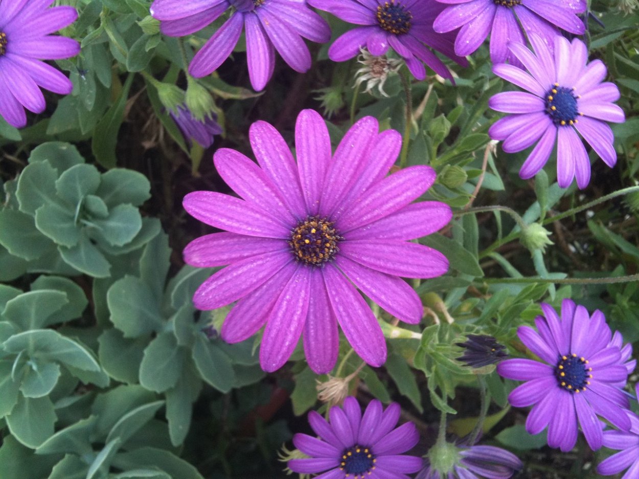 Остеоспермум Акила