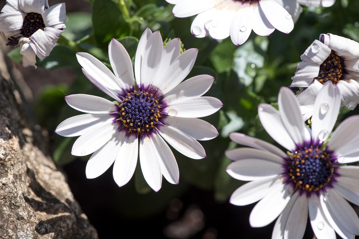 Остеоспермум Санни Мэри