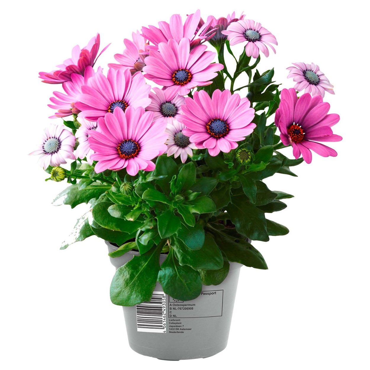 Остеоспермум Акила